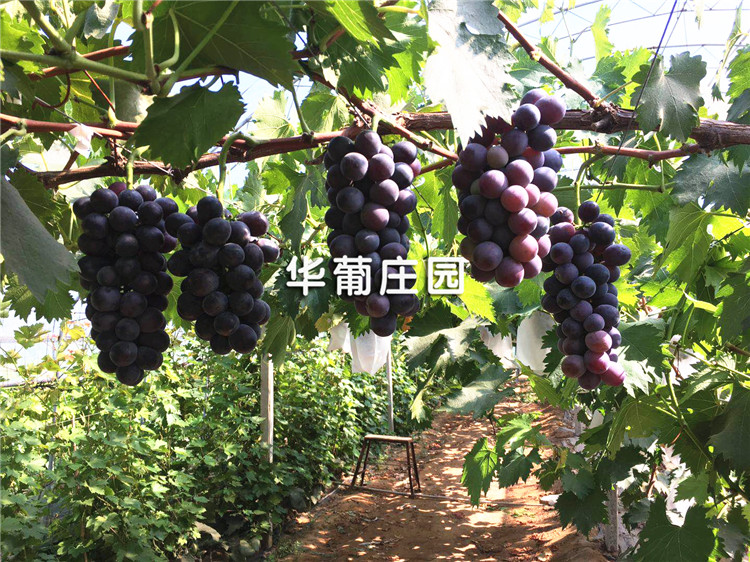 Q375���^ʽ����C(j��)(PLC����)